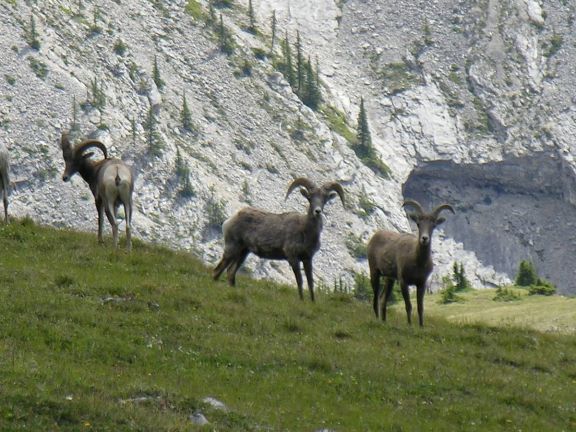 Big Horn Sheep in Heli Hiking Tenure, Banff and Canmore
