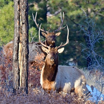 Elk & Deer