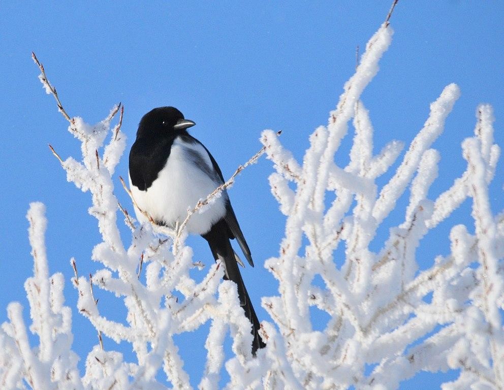 magpie