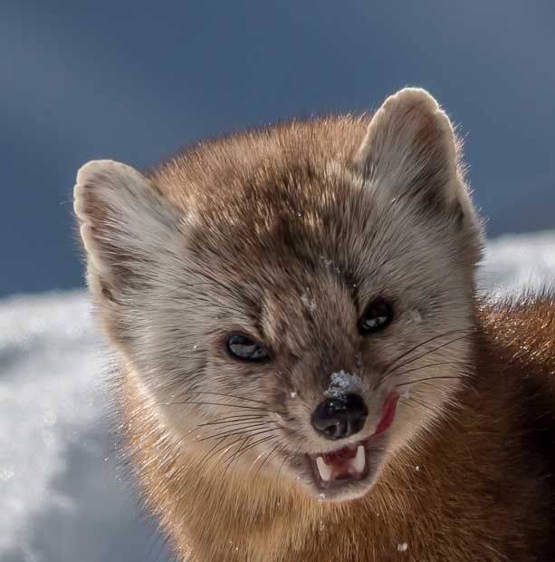 Pine marten showing their teeth in Banff, Canadian Rockies