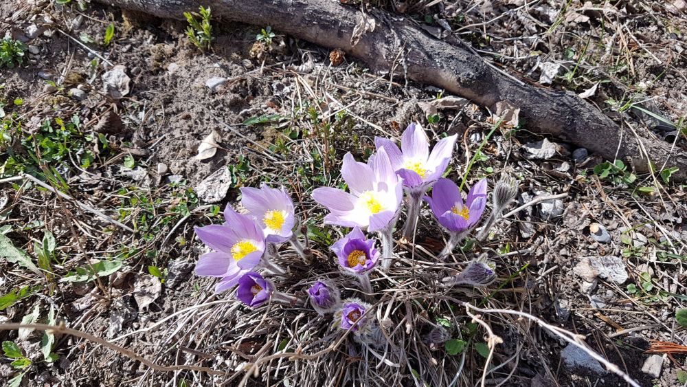 Prairie Crocus