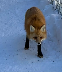 Red Fox Common phase colouration