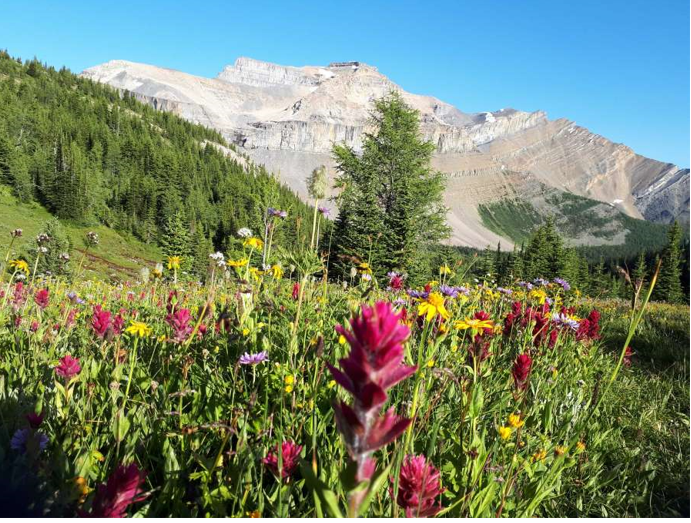 Wildflowers