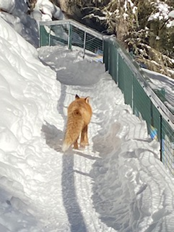 Red Fox Long, bushy tail with white tip