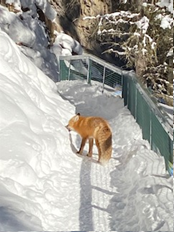 Red fox licking snow to hydrate