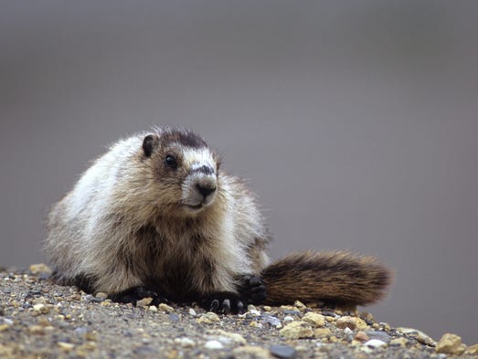 Marmot near Banff in the Canadian Rockies