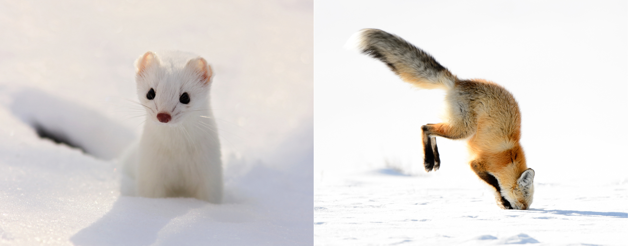 predators of the subnivean