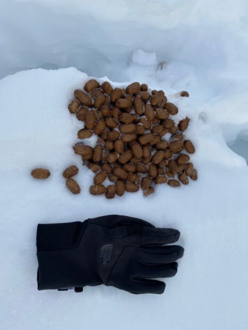 Moose tracks in the snow in Banff National Park