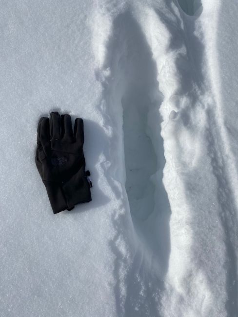 Moose tracks in the snow in Banff National Park