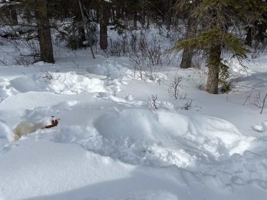 Moose cow and calf bedding spots in Banff National Park