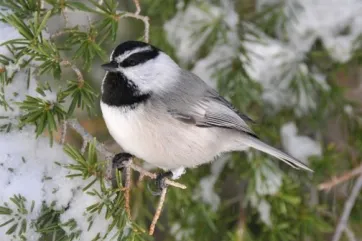 Mountain Chikadee