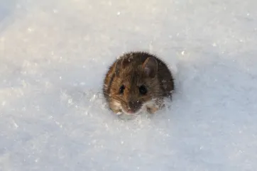 A mouse poke up from its subnivean abode
