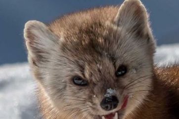 Pine Marten showing their teeth