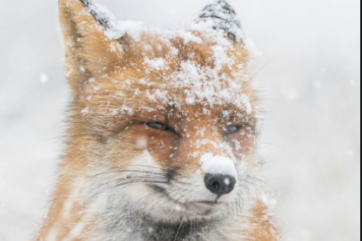 Red Fox in Banff National Park