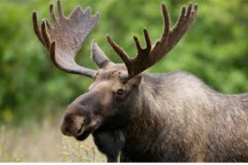 Bull Moose