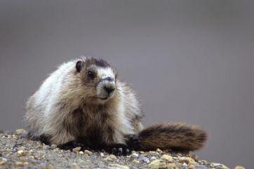 Marmot in Banff Canadian Rockies