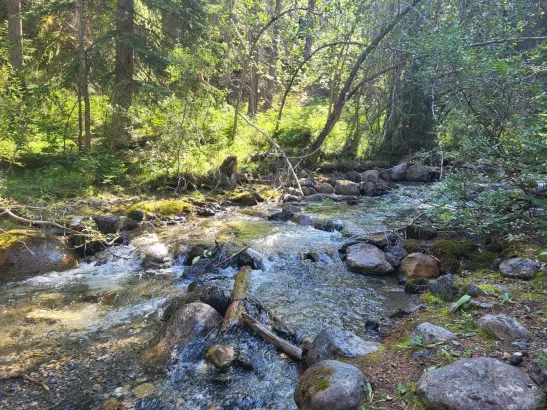 Sundance Creek, Banff Canadian Rockies