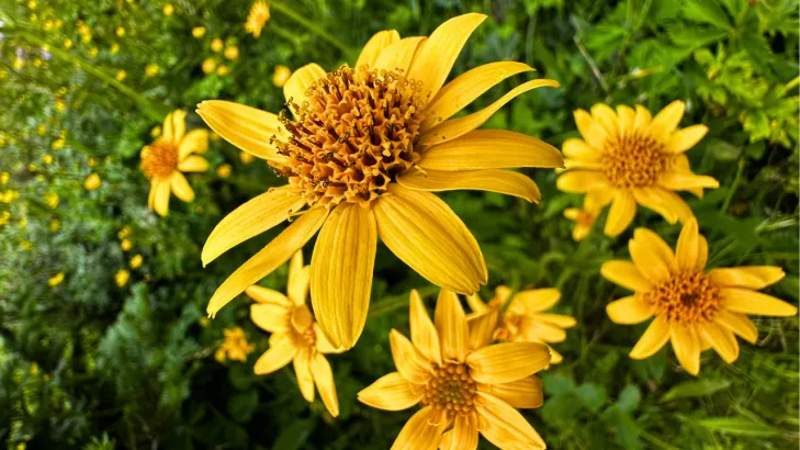 Close-up of a vibrant yellow wildflowers in Skoki Backcountry, Banff National Park