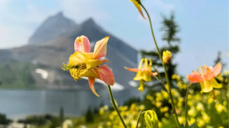Alpine wildflowers in bloom with mountain peaks and lake in the background in Skoki Backcountry, Banff National Park