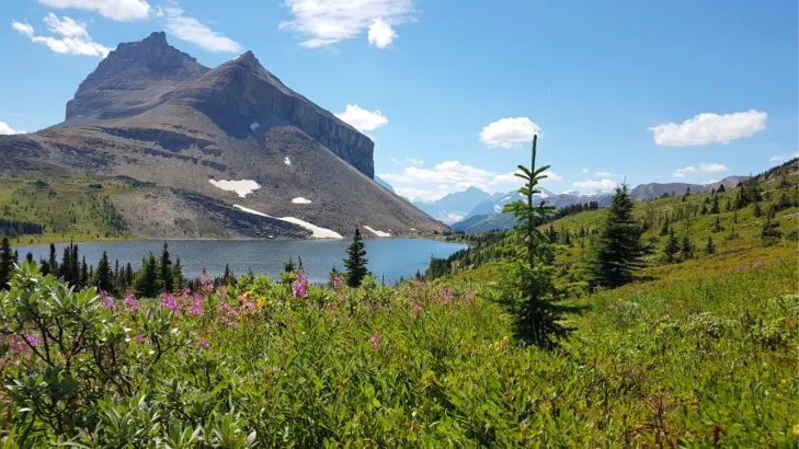 Skoki Backcountry landscape in Banff National Park with alpine lake, snow-capped mountains, and blooming wildflowers on a sunny day