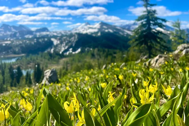 Field of blooming yellow wildflowers on hill with faraway snow-dusted mountains in Sunshine Meadows