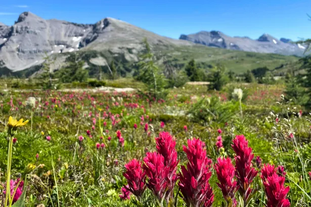 Close-up of red alpine wildflowers in a Sunshine Meadows field with mountain peaks in the background, Banff National Park