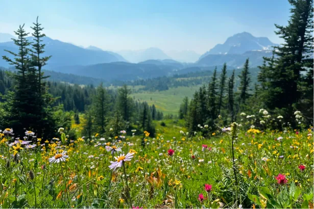 Colorful wildflowers in an alpine meadow with surrounding trees and hazy Rocky Mountains in Sunshine Meadows