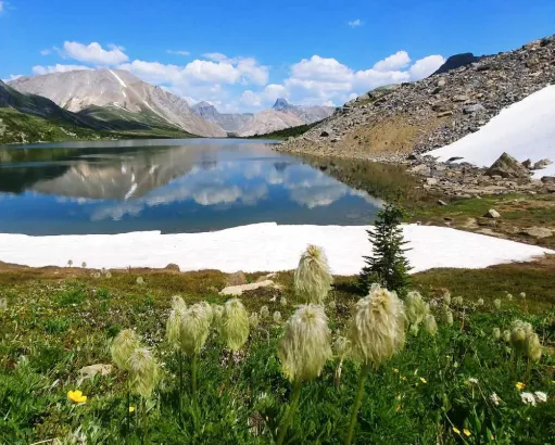 Close-up of green vegetation beside a crystal-clear lake with snow near the water in Skoki Valley, Canadian Rockies