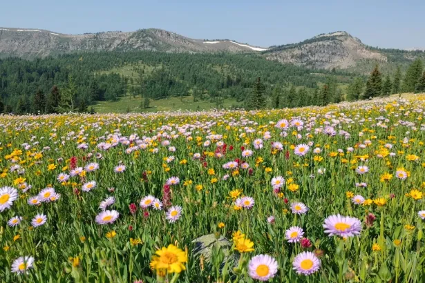 Rolling alpine hills covered in colorful wildflowers with distant mountains at Sunshine Meadows