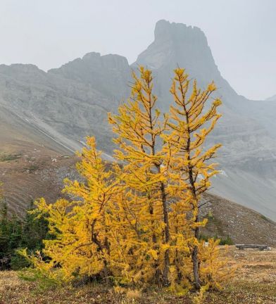 Golden Larch trees with Fortress in background