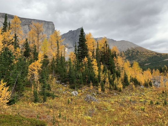 Fall Larches in Kananaskis