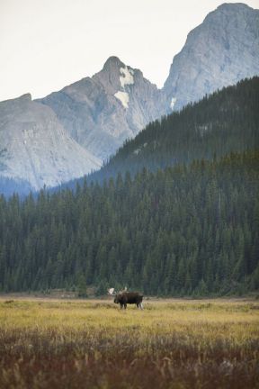 Moose near Mount Engadine