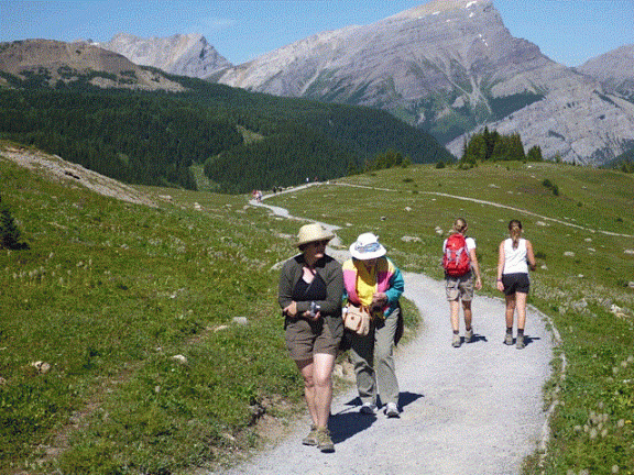 hikers ascend a gentle trail in the Canadian Rockiers