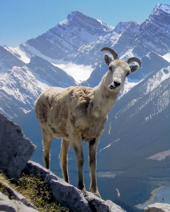 Bighorn Sheep during wildlife viewing tour in Kananaskis