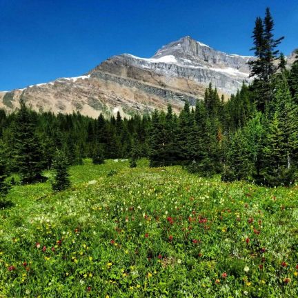 mountain wildflower with mountain in backgroung