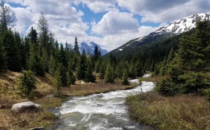 Clear mountain stream surrounded by forest with glacier-clad mountain in background