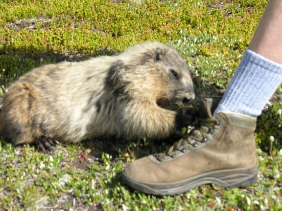 Marmot close encounter while heli hiking near Canmore